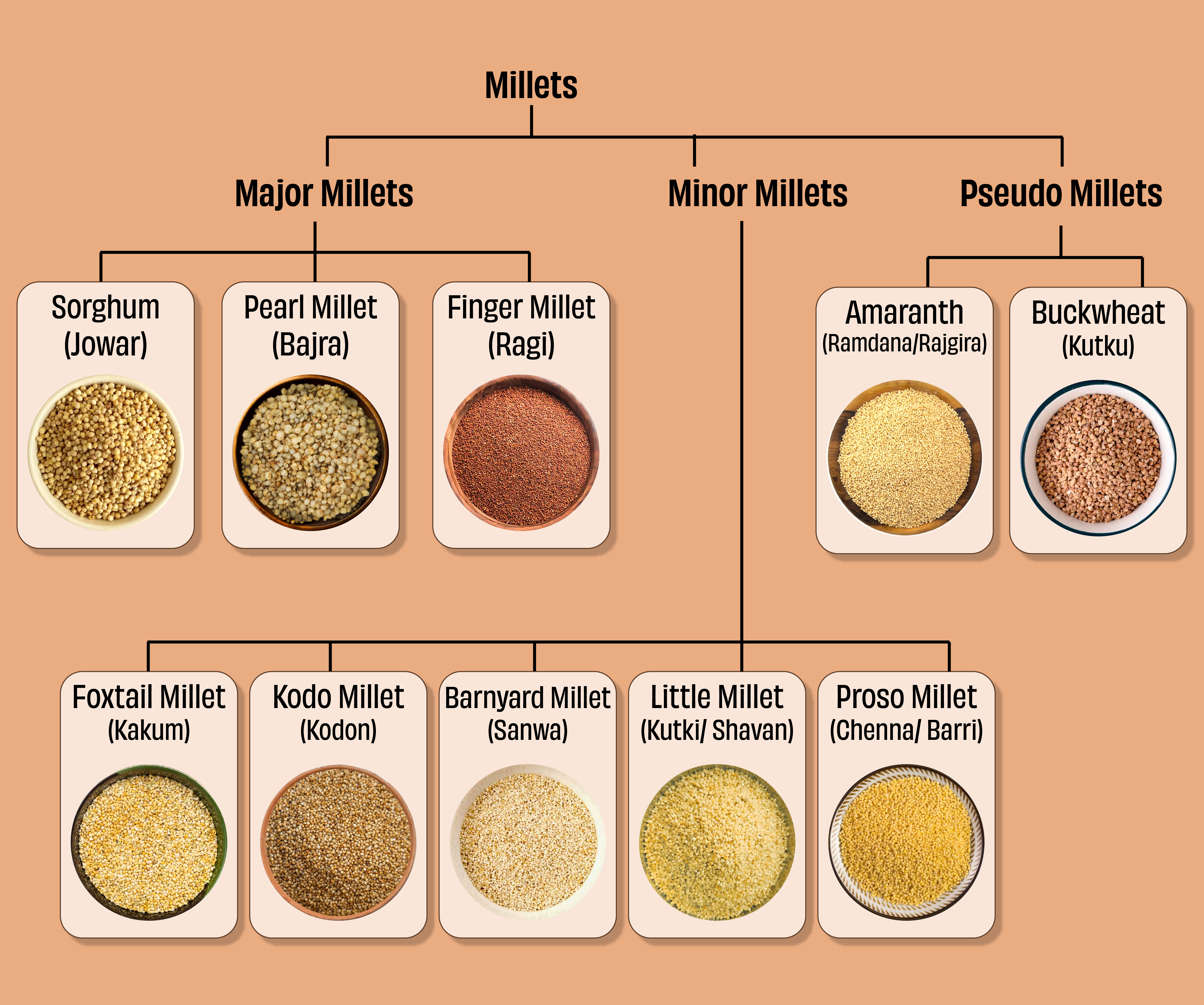 different types of millets, different kinds of millets, millet 5 types, different millet names , various types of millets, minor millets and major millets, pseudo millets,